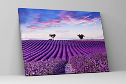 Obraz Levanduľové pole vo Francúzsku 1940